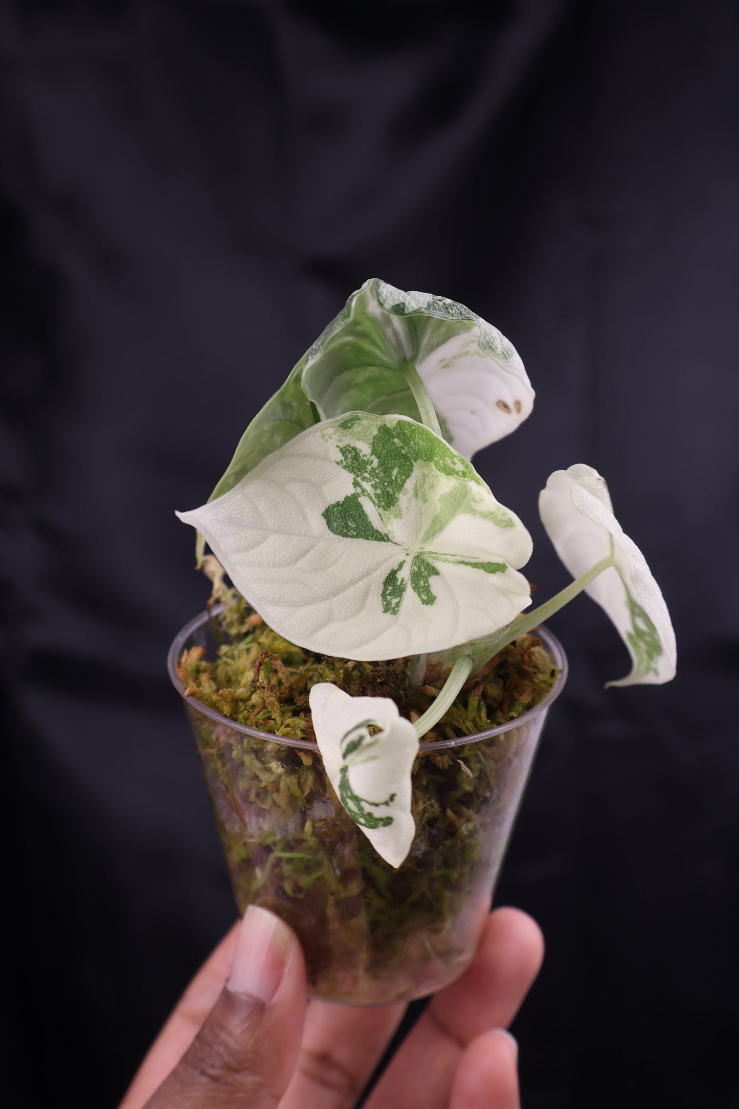 Alocasia melo albo (m11-B)