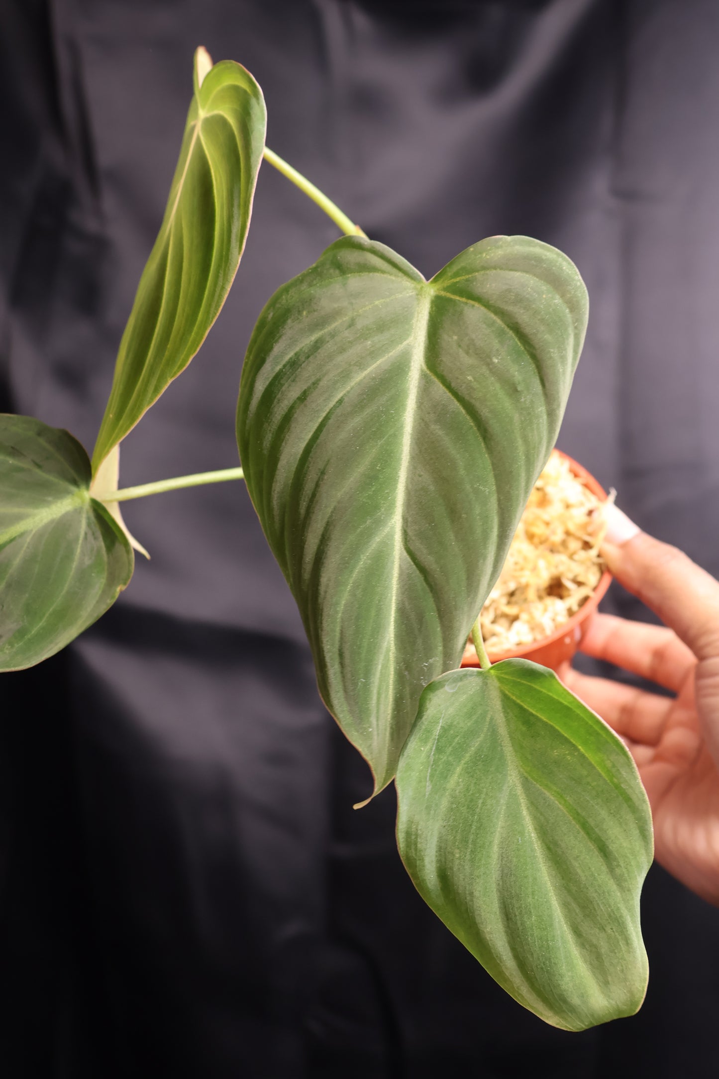 Philodendron 'Glorious' (m11-A)