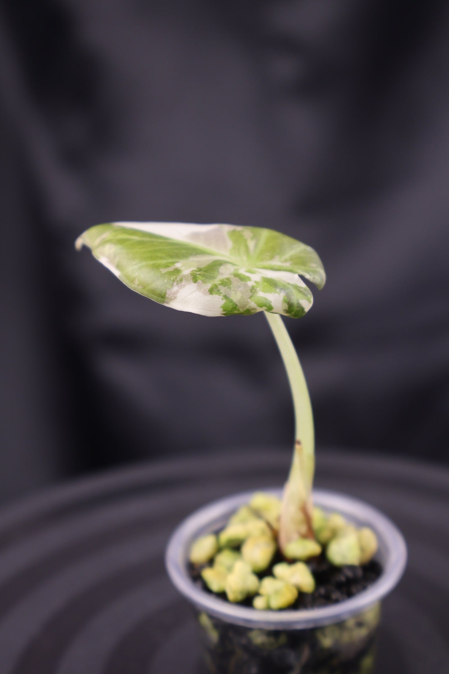 Alocasia Regal Shield albo (m12-B)