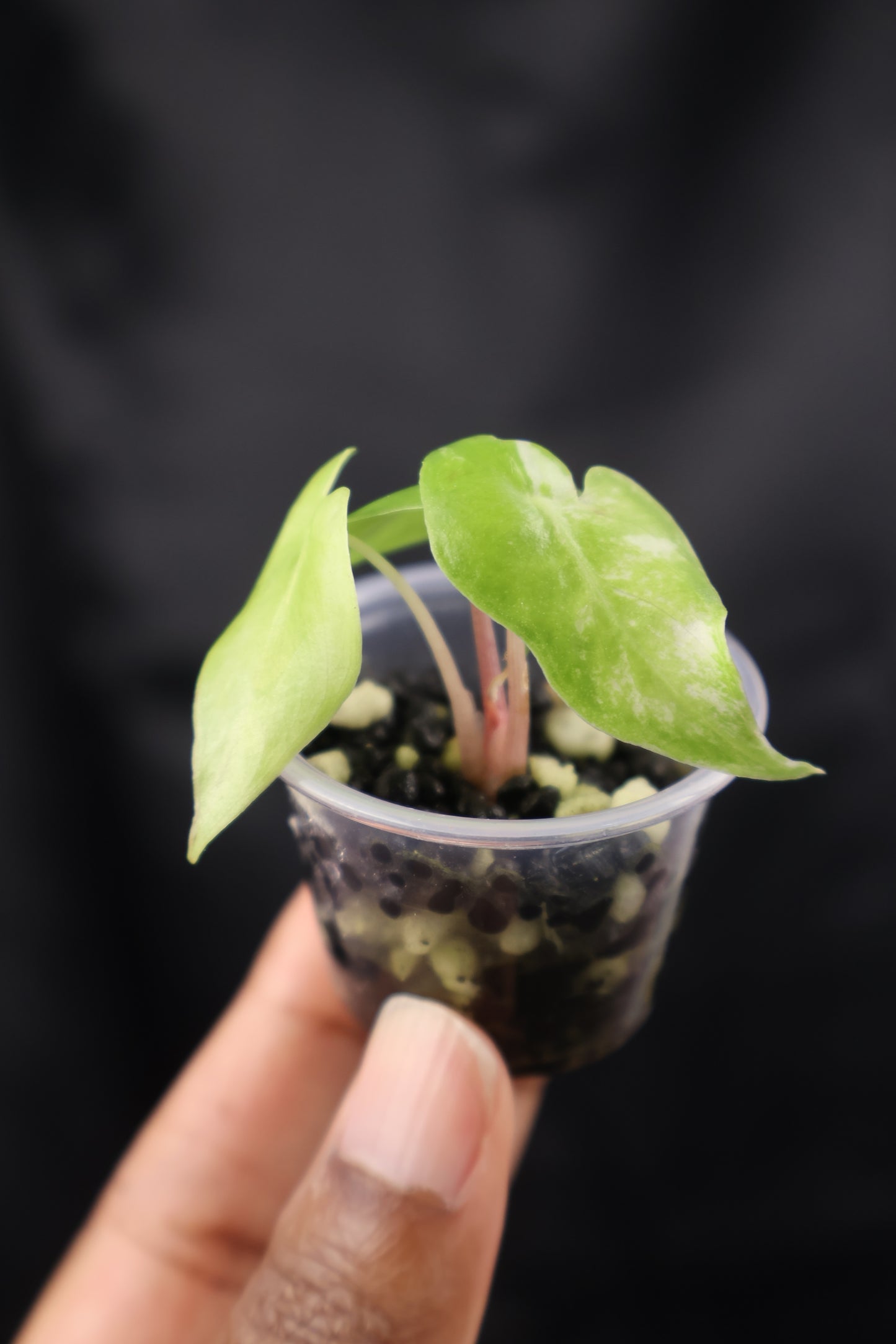 Alocasia Nairobi Night albo (m12-A)