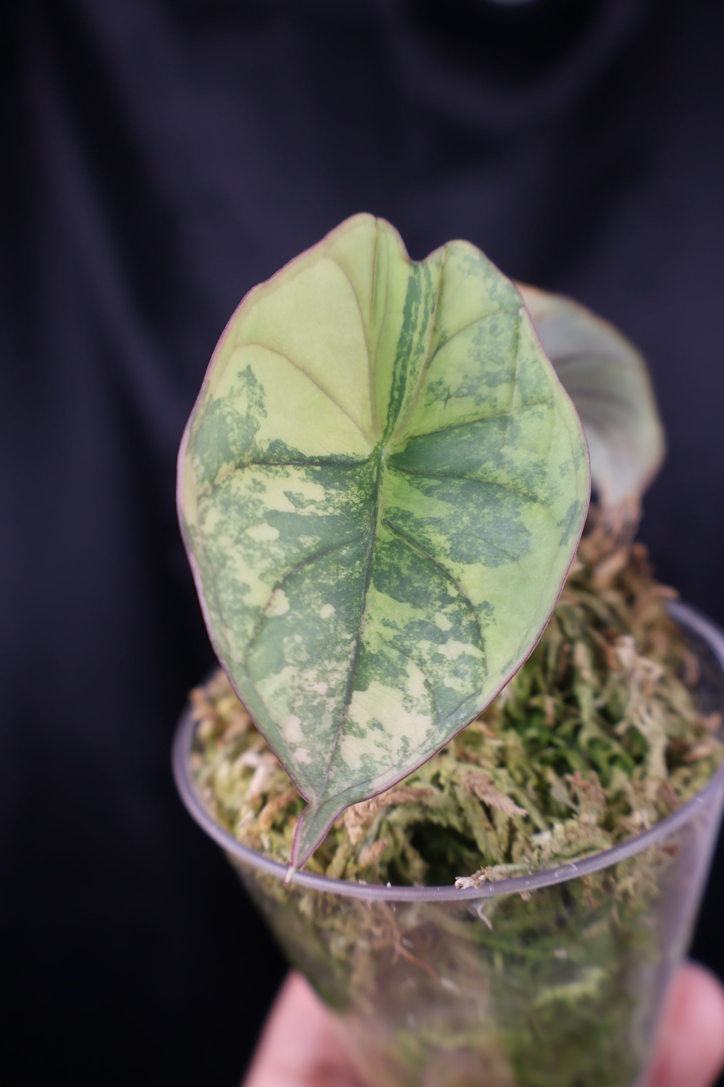 Alocasia nebula aurea (m12-A)