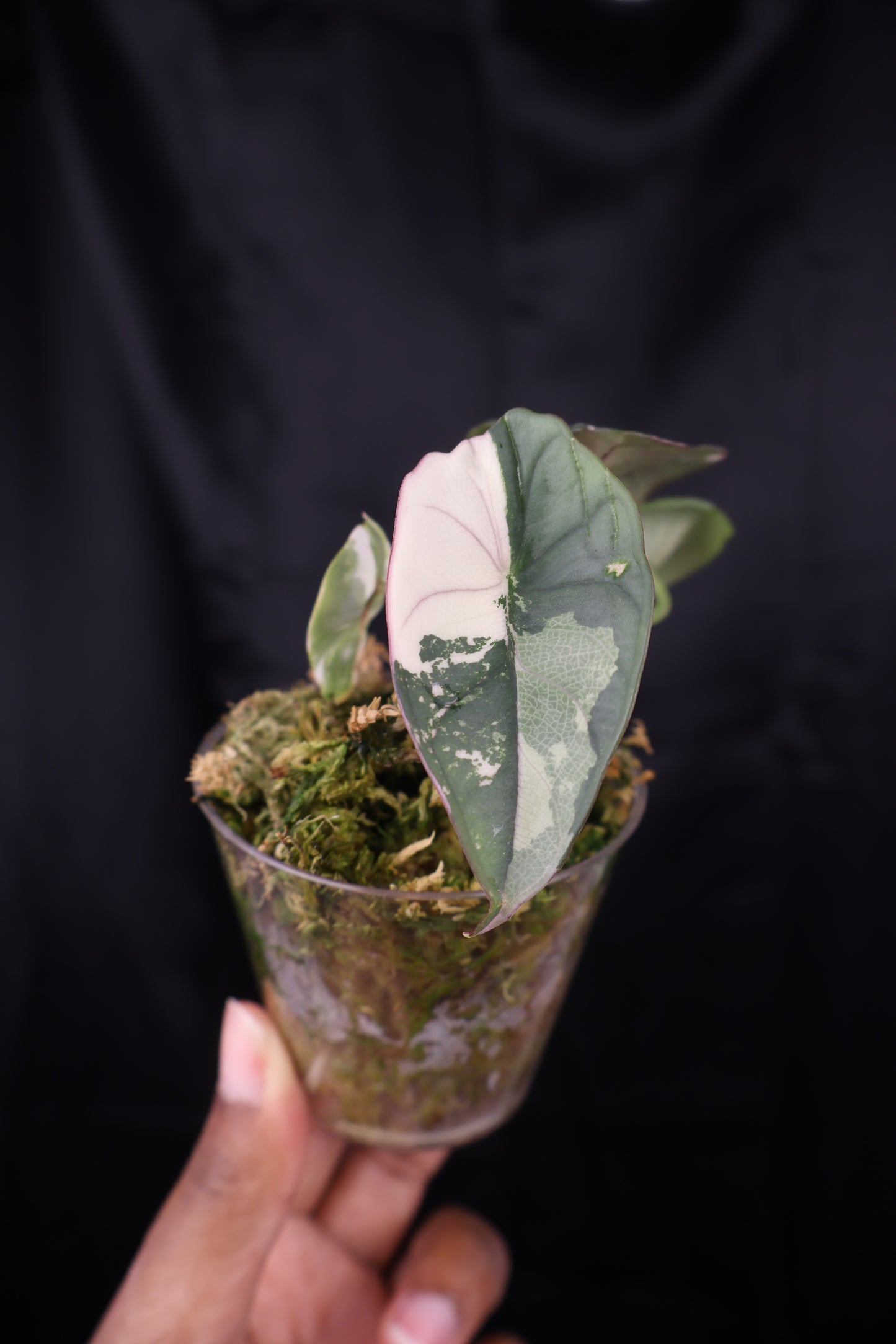 Alocasia nebula albo (m12-A)