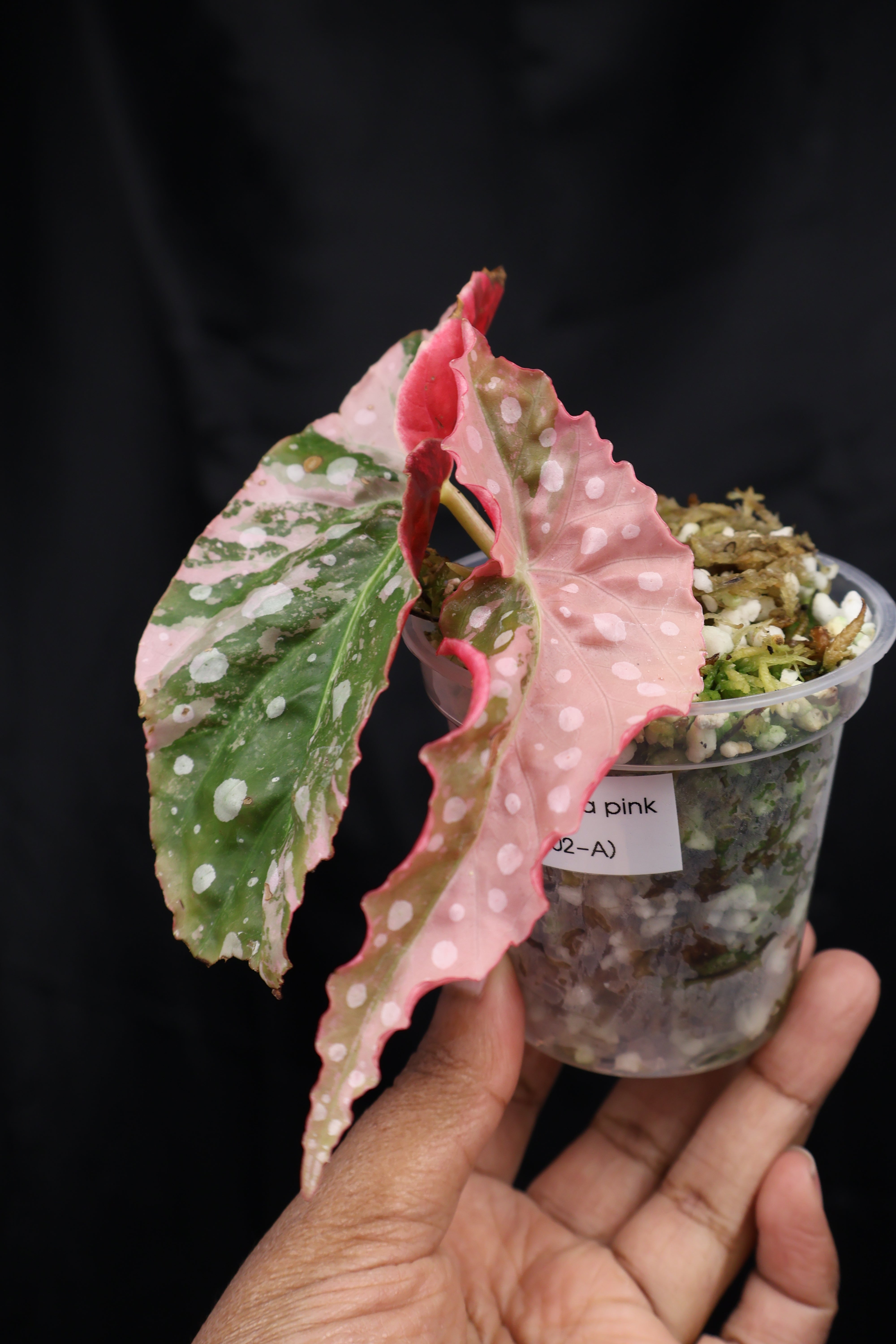 Begonia maculata pink variegated (m02-A) – Growing Lovely