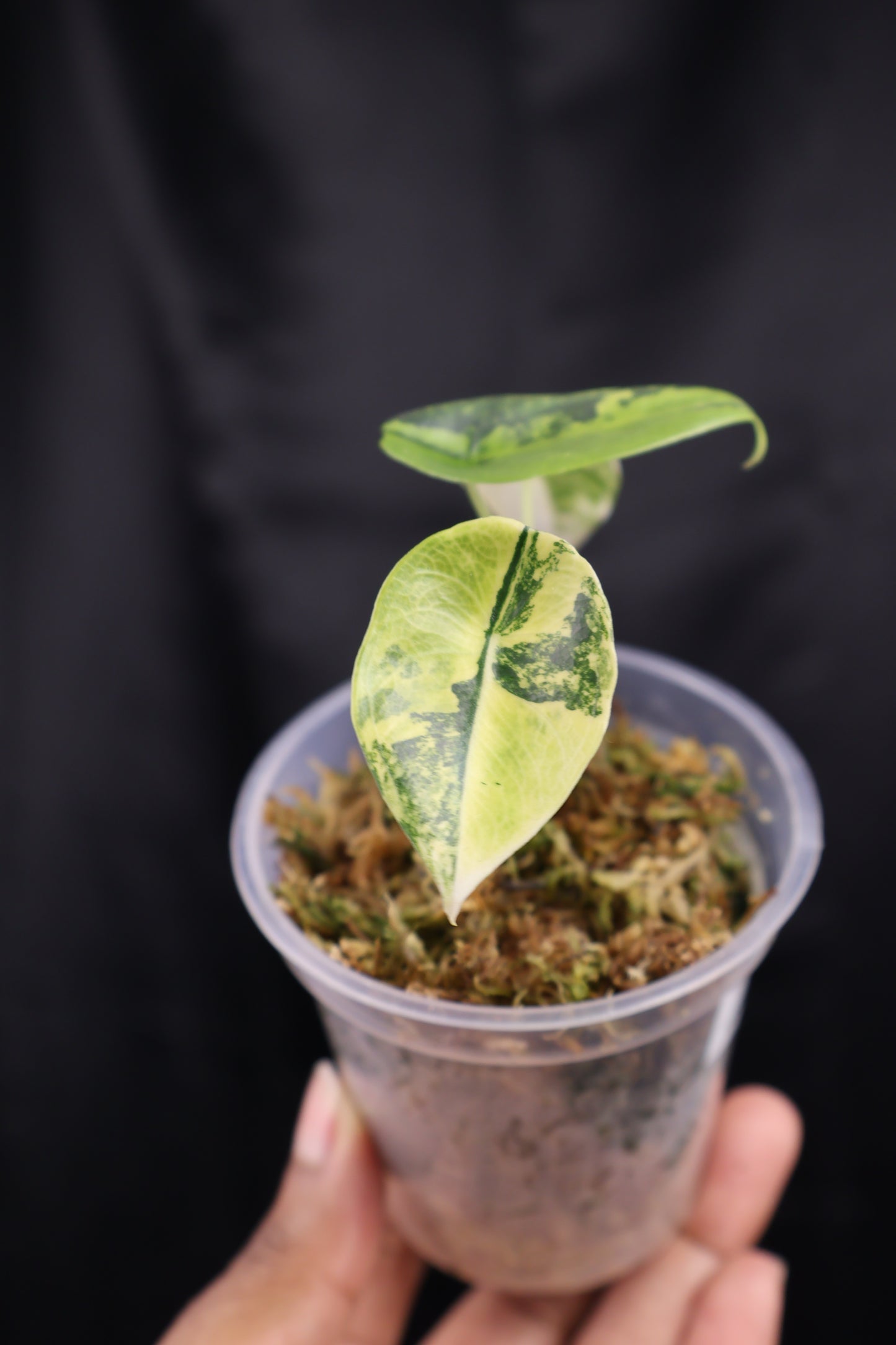 Alocasia venusta aurea variegated (m02-A)