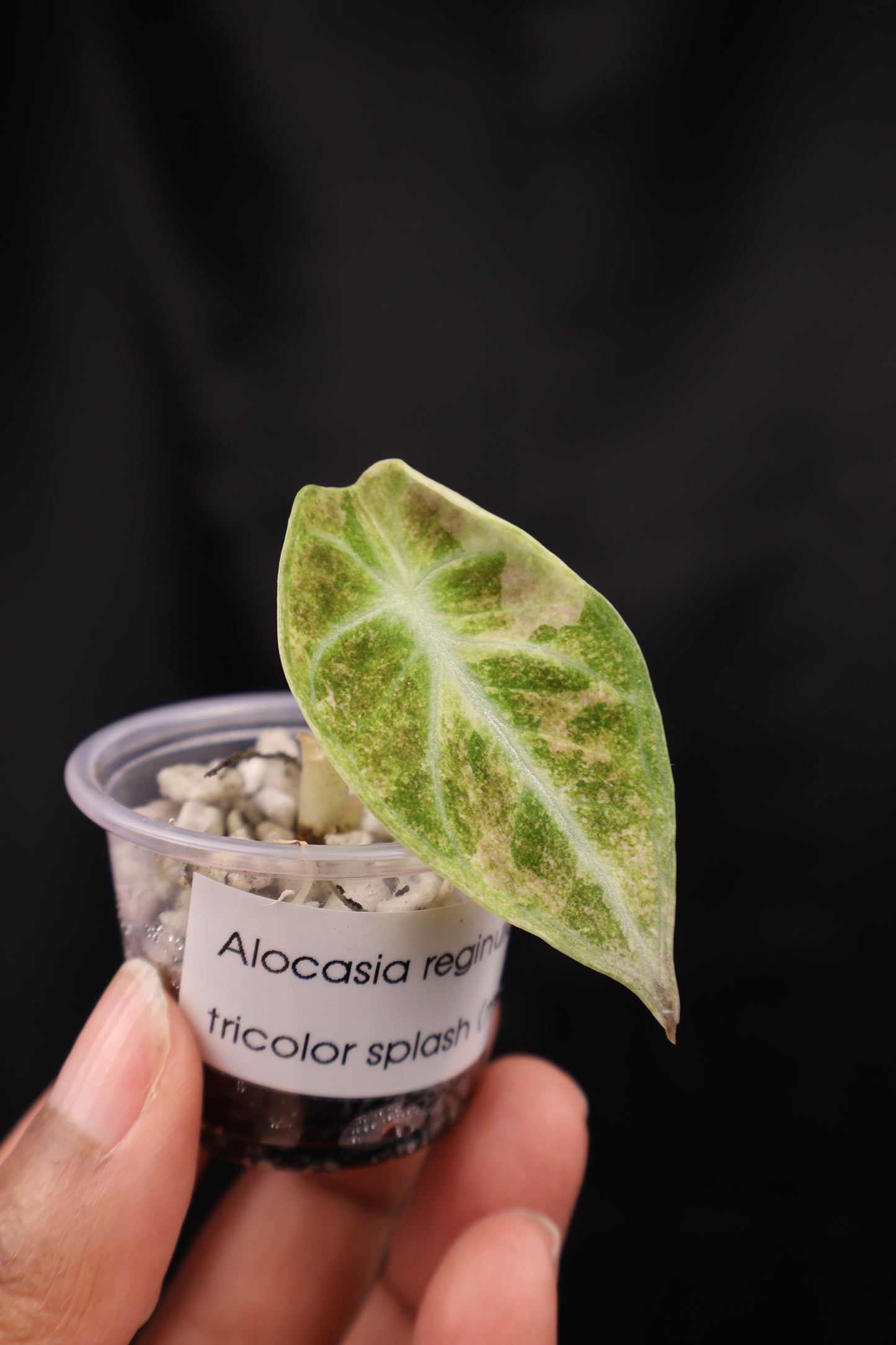 Alocasia reginula 'Ninja' tricolor splash (m02-B)