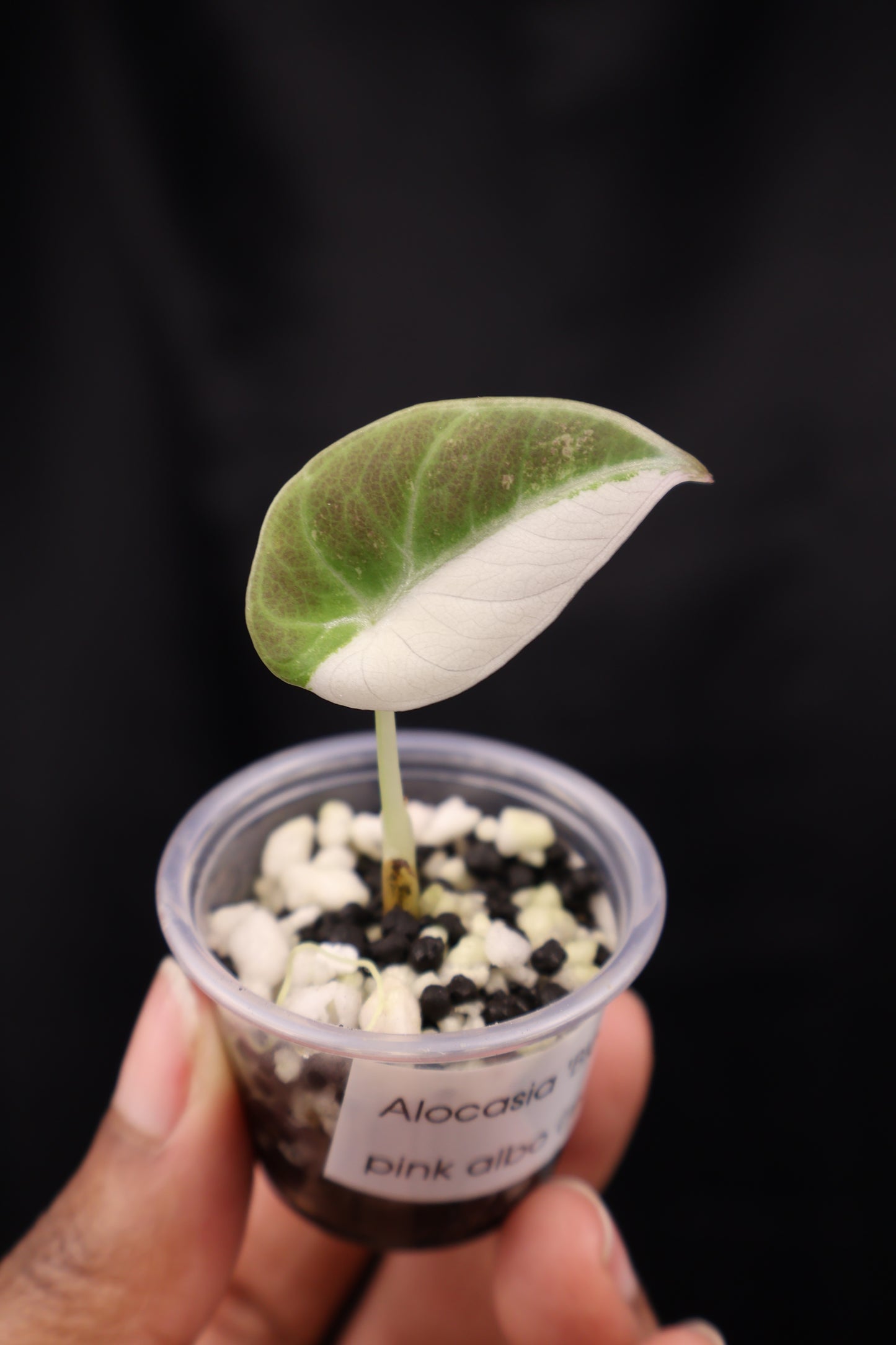 Alocasia Black Velvet pink albo (m02-A)