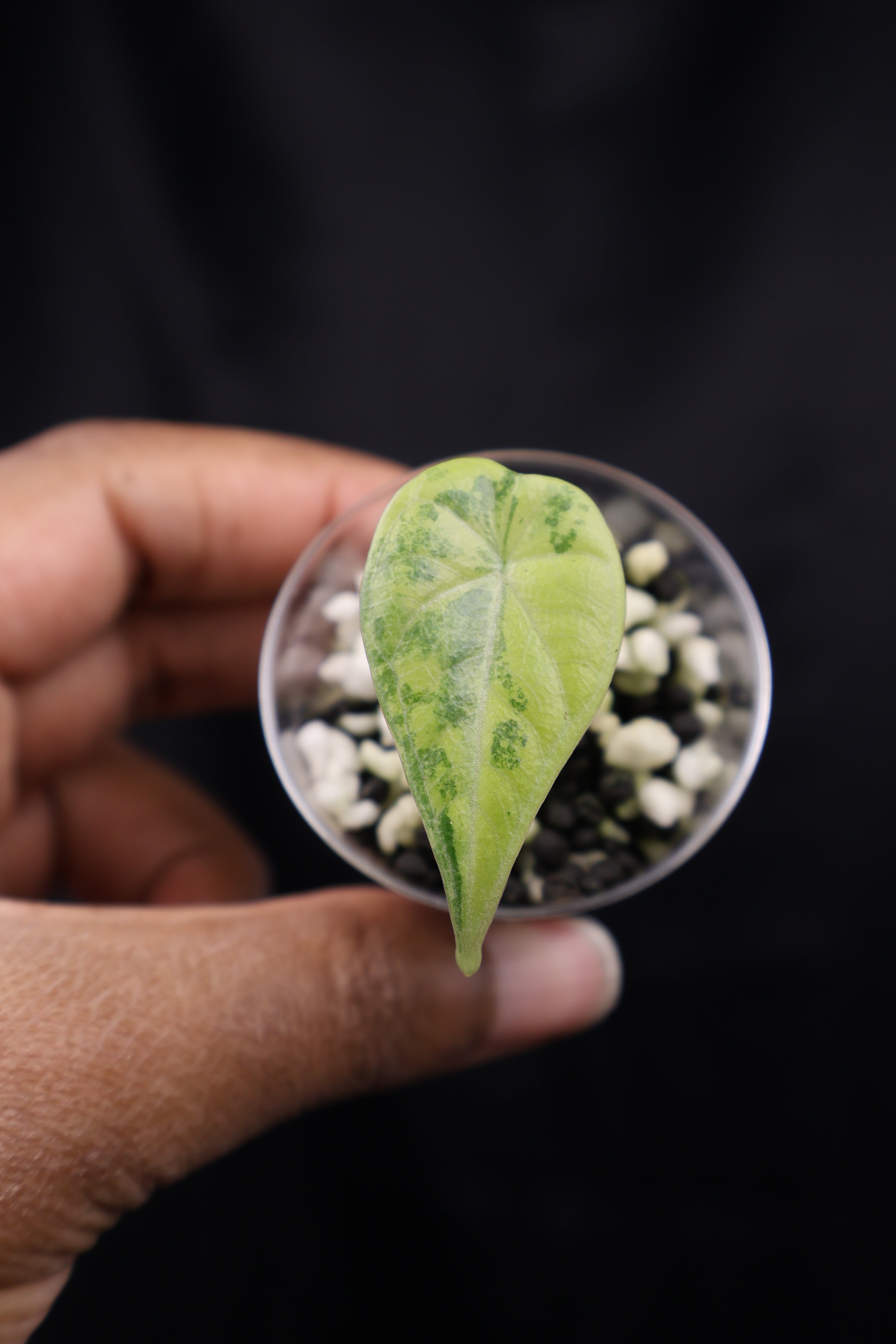 Alocasia Maharani gold (m02-A) – Growing Lovely