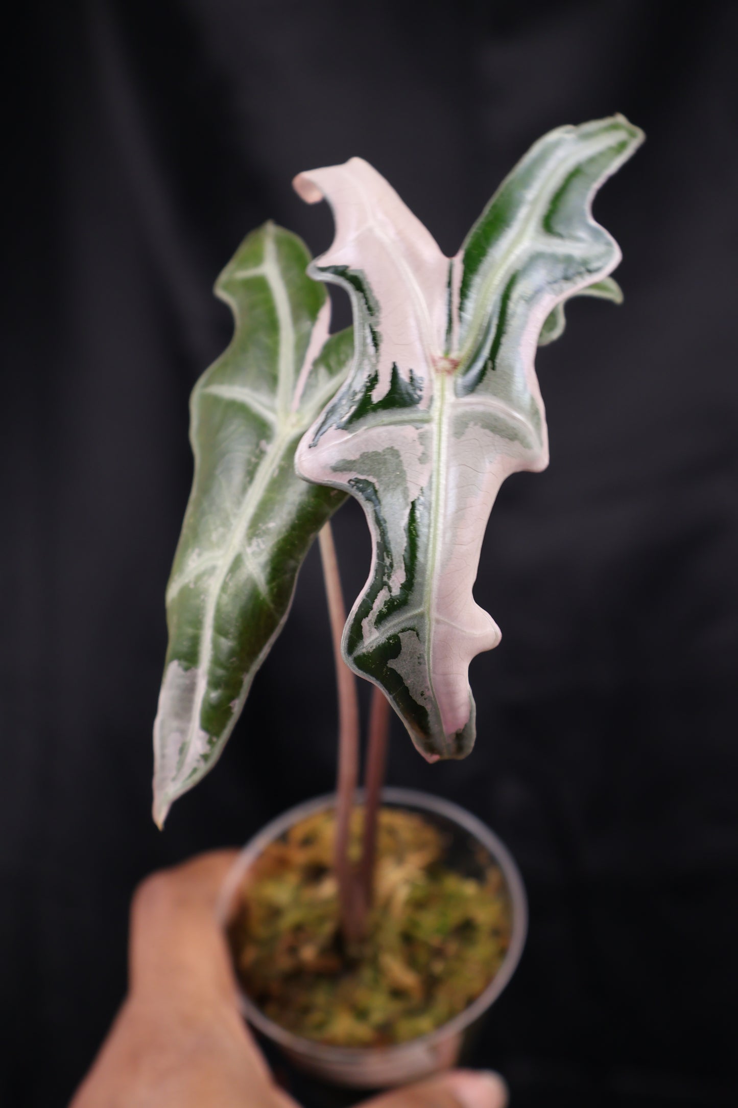 Alocasia sanderiana 'Nobilis' pink K (m02-A)