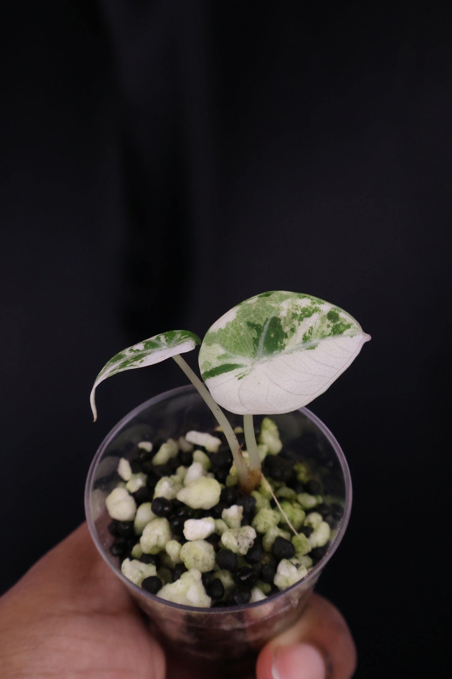 Alocasia Black Velvet pink albo (m04-A)