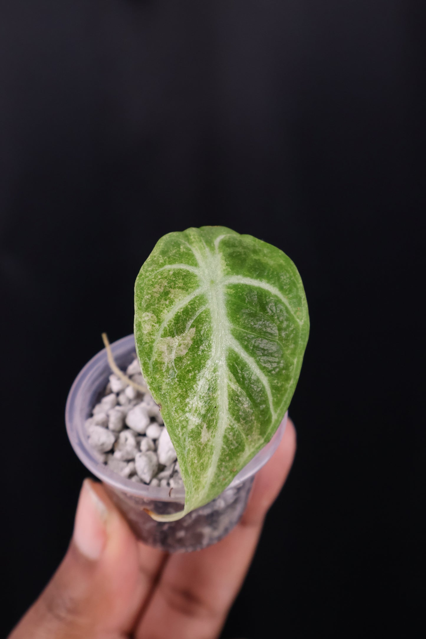 Alocasia reginula 'Ninja' tricolor splash *Grower's Choice*