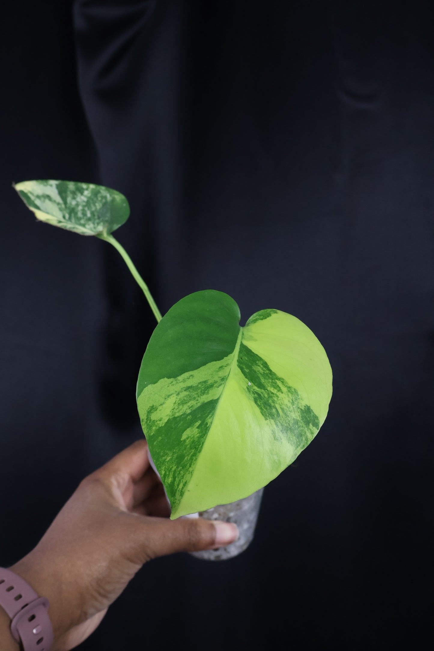 Monstera deliciosa 'Pom Pom' (m04-A)