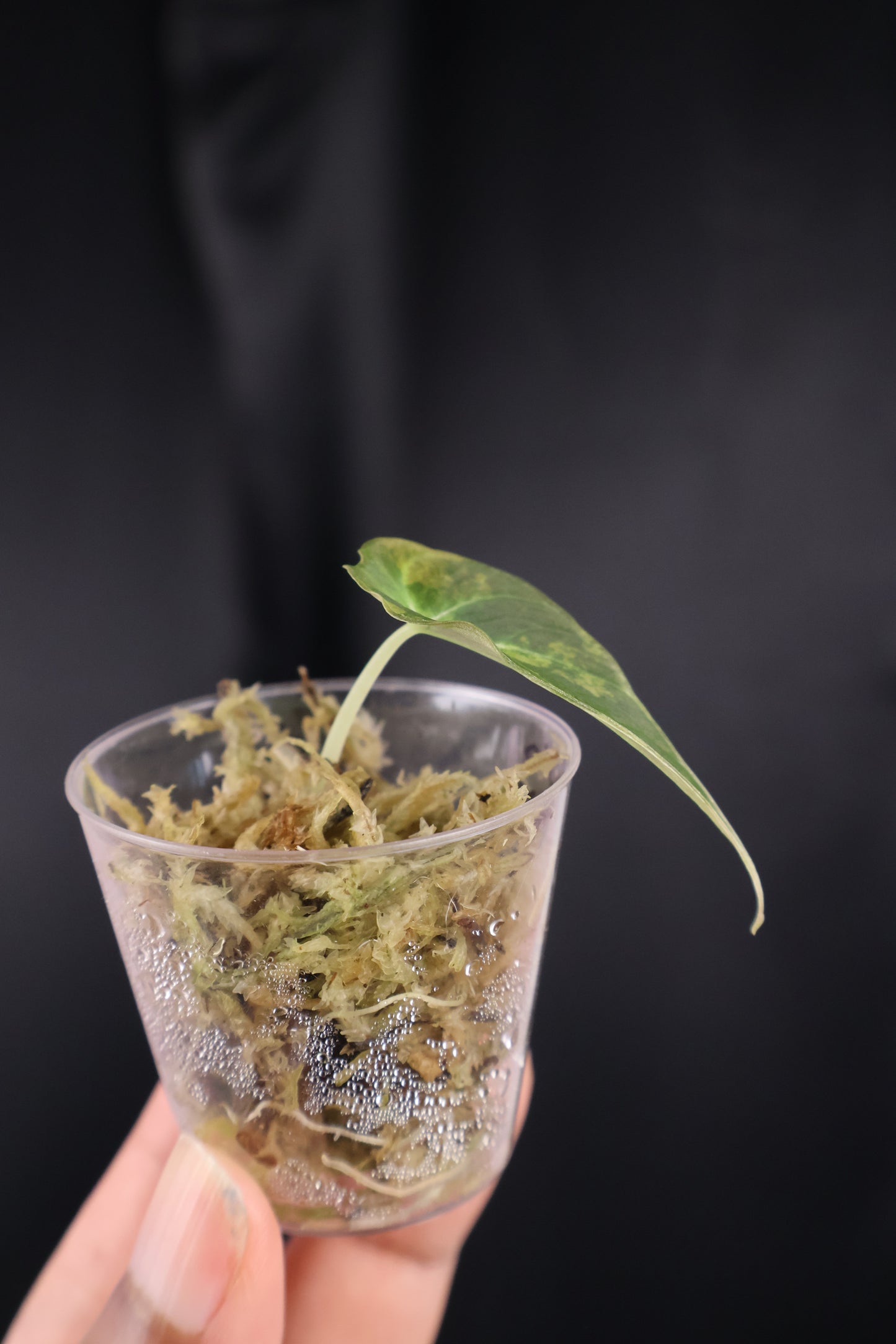 Alocasia reginula 'Black Velvet' gold (m04-B)