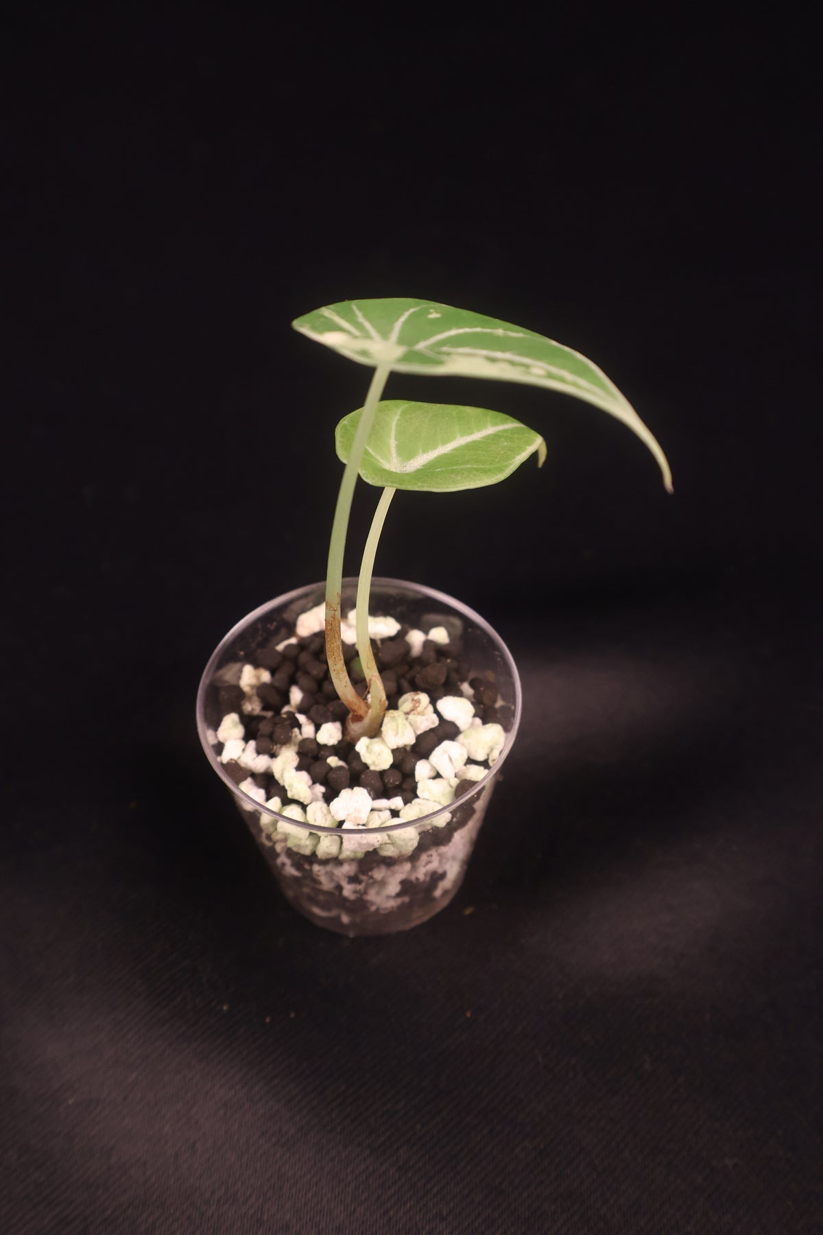 Alocasia Black Velvet Pink Albo - A