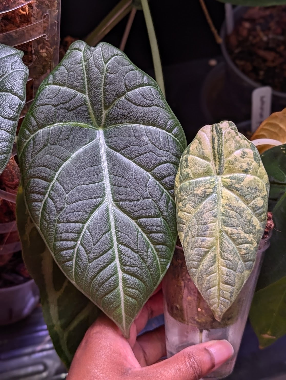 Alocasia Maharani Gold - A