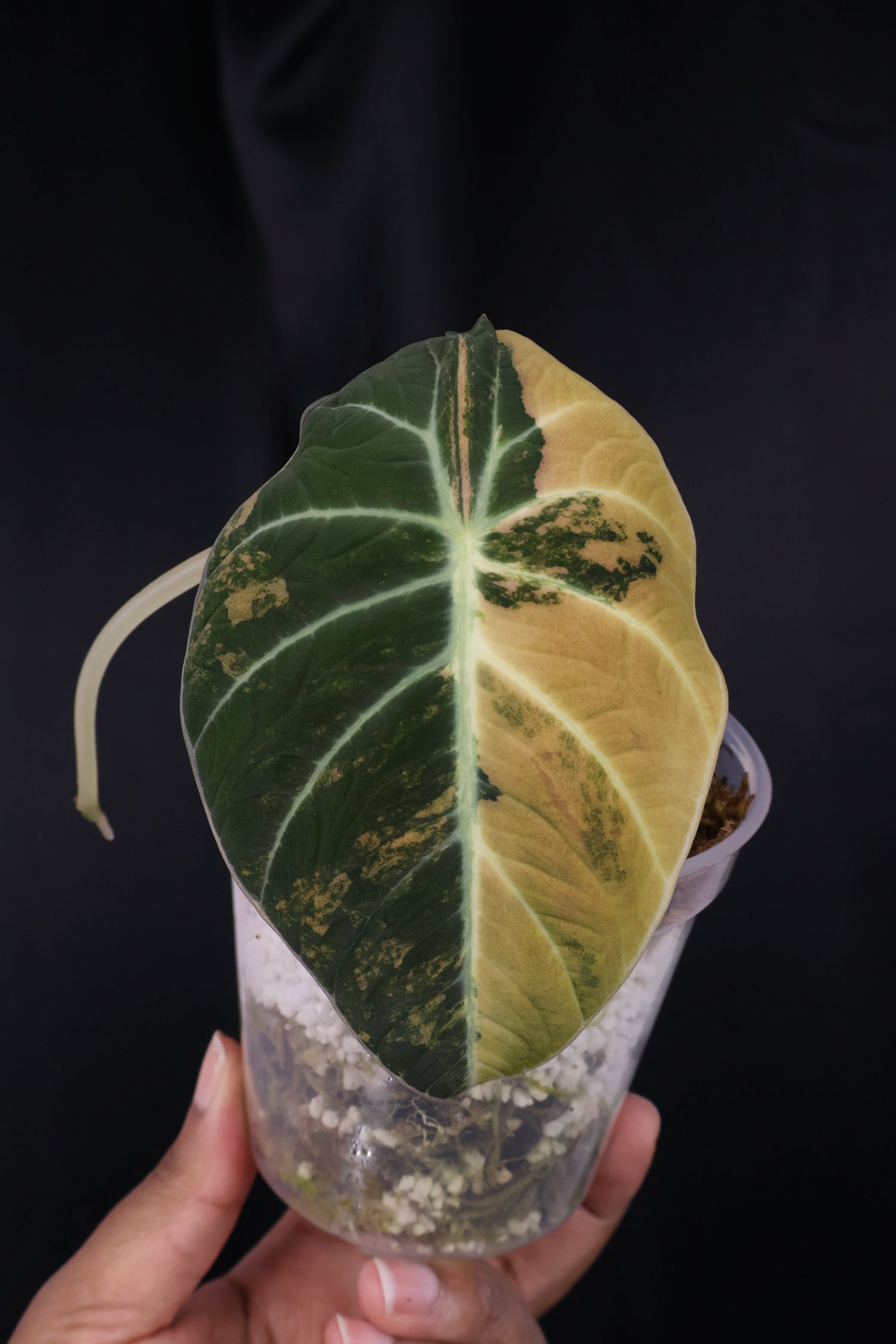 Alocasia