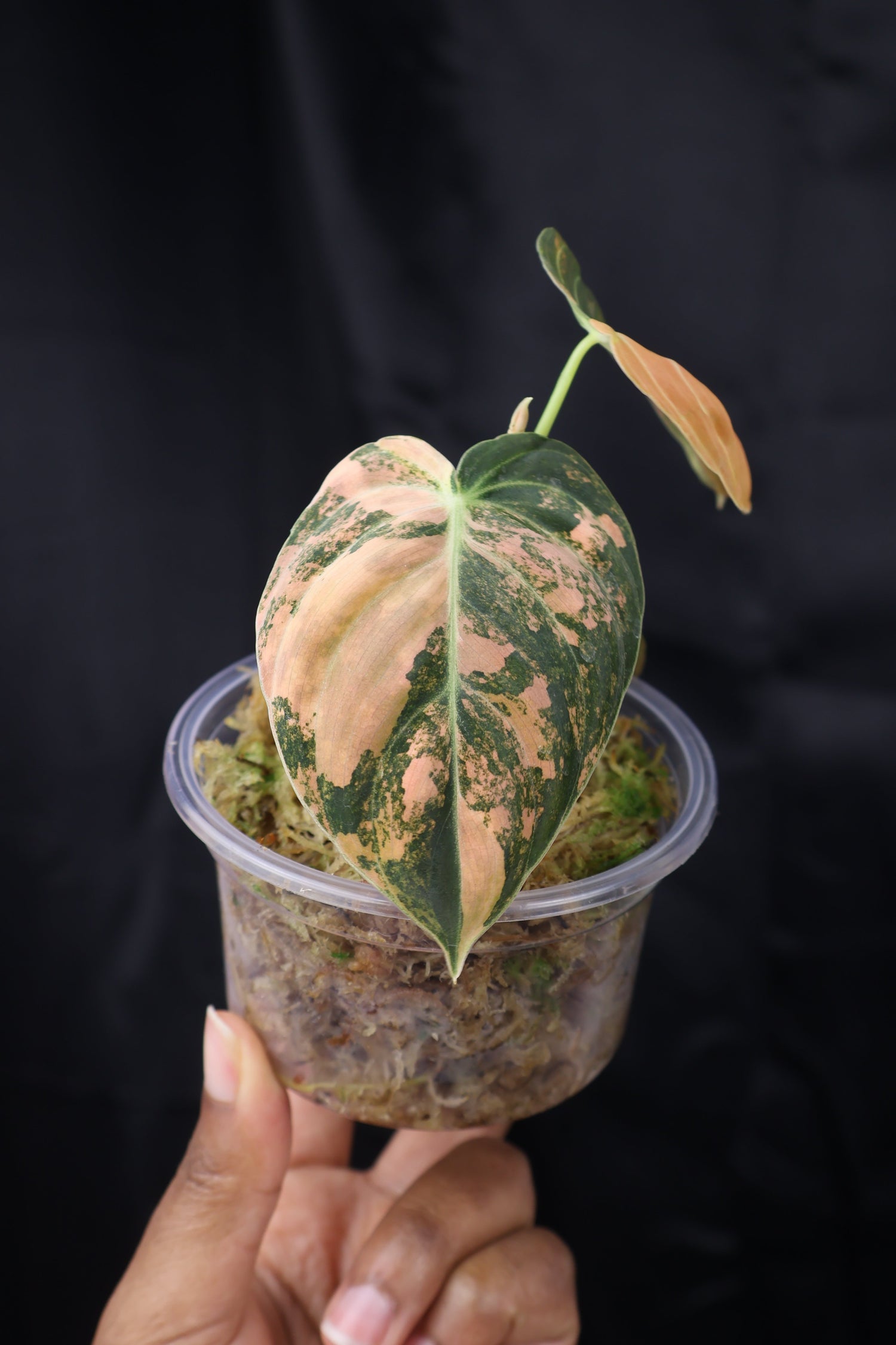 Philodendron