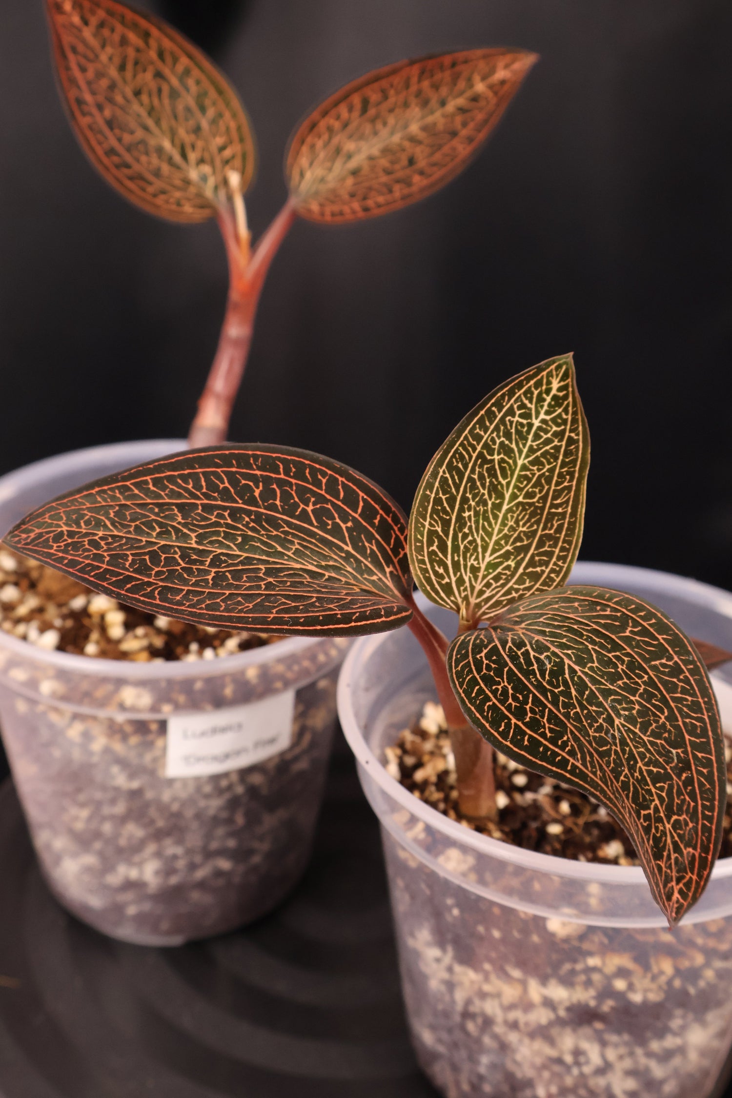 Other plants