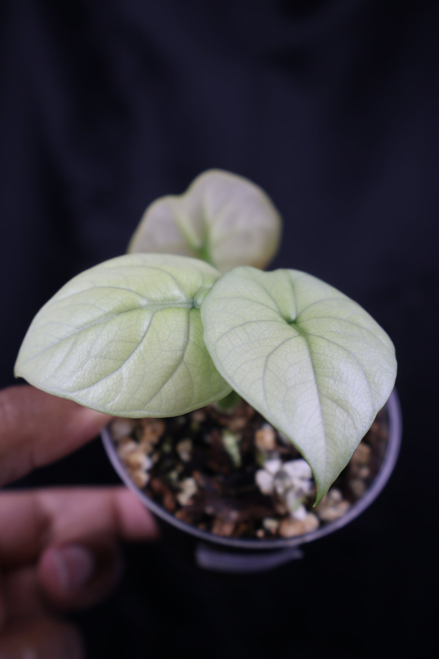 Alocasia sinuata mint (m11-A)