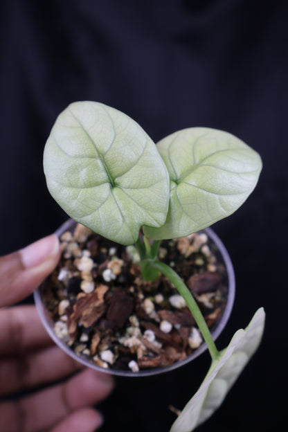 Alocasia sinuata mint (m11-A)