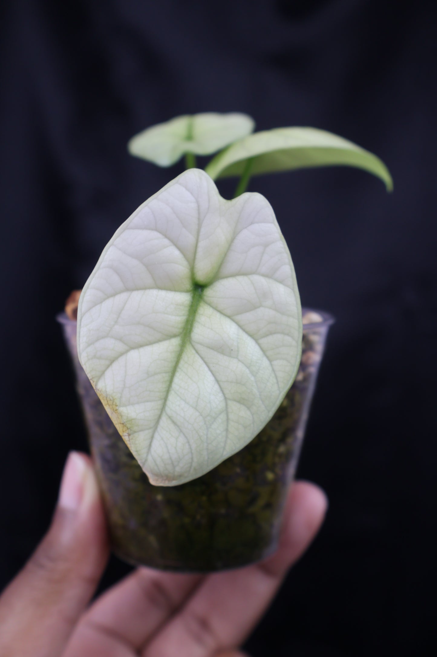 Alocasia sinuata mint (m11-A)