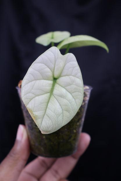 Alocasia sinuata mint (m11-A)