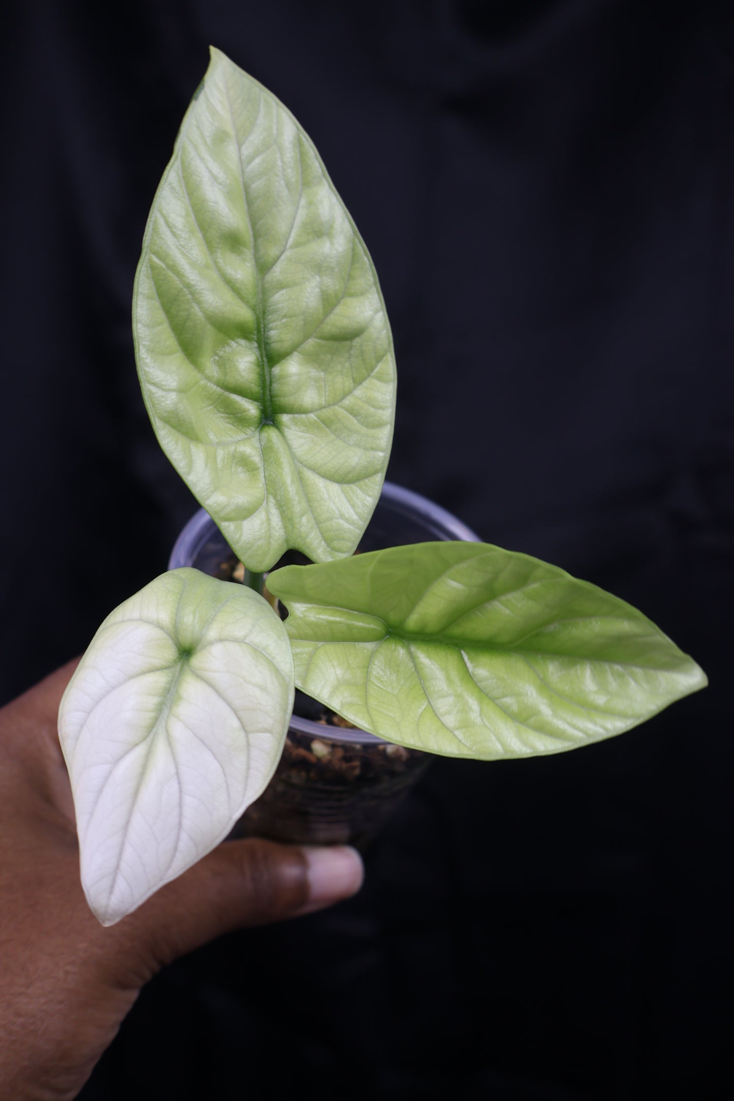 Alocasia sinuata mint (m11-B) *plus 1 corm*