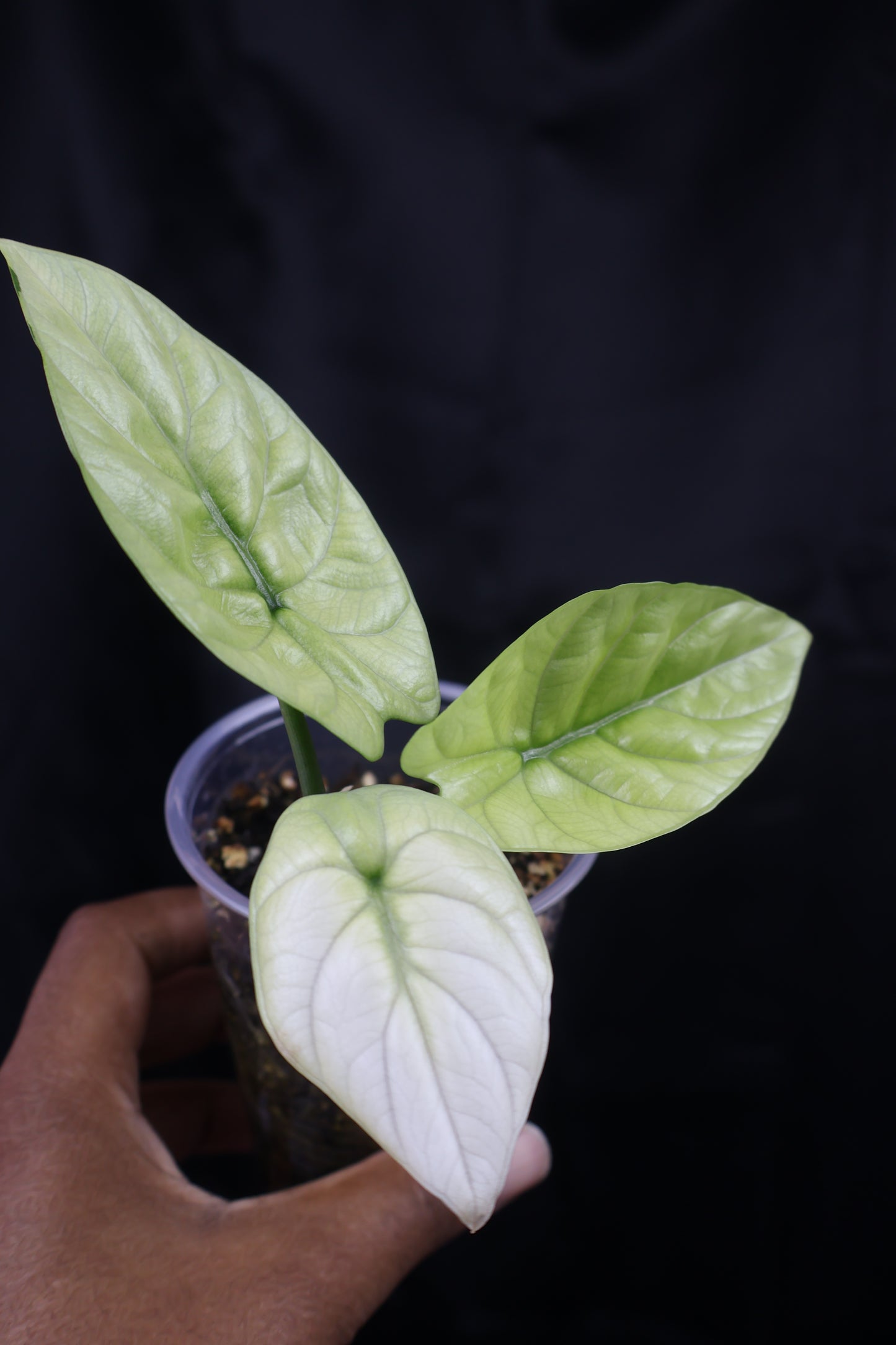 Alocasia sinuata mint (m11-B) *plus 1 corm*