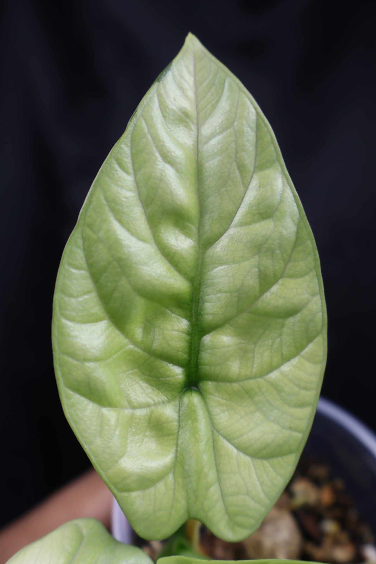 Alocasia sinuata mint (m11-B) *plus 1 corm*