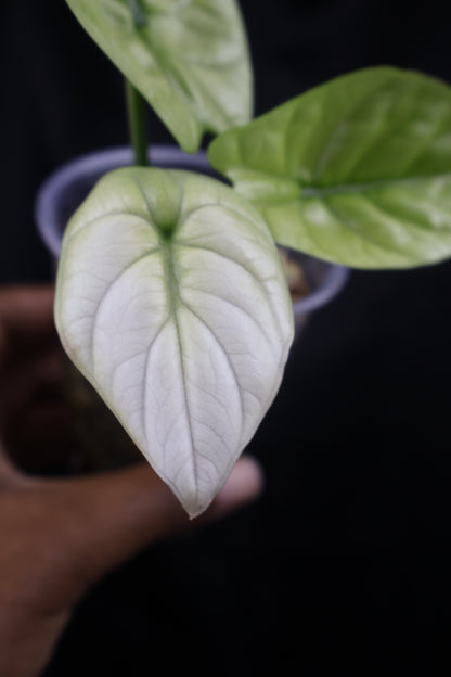 Alocasia sinuata mint (m11-B) *plus 1 corm*