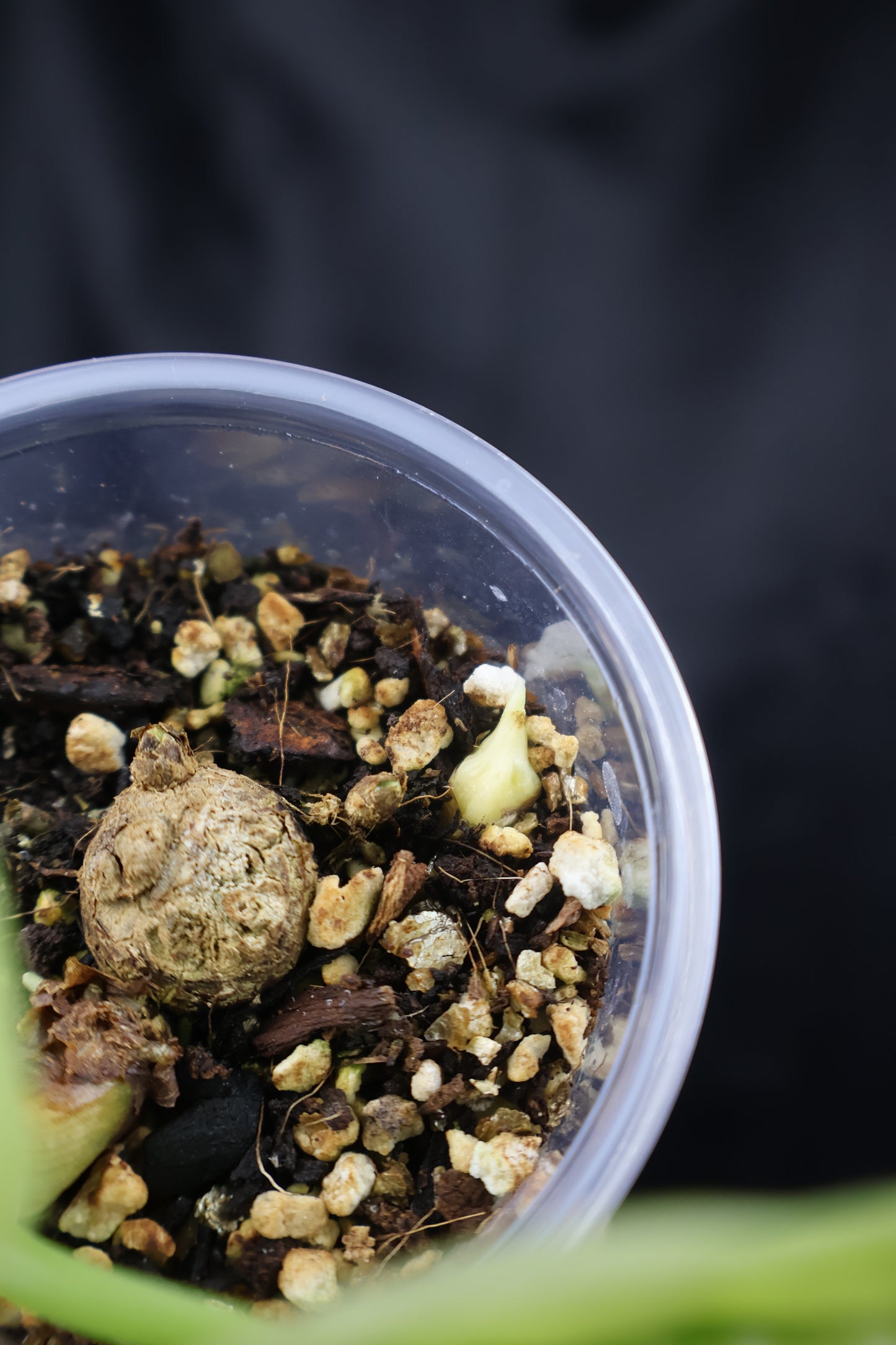 Alocasia sinuata mint (m11-B) *plus 1 corm*