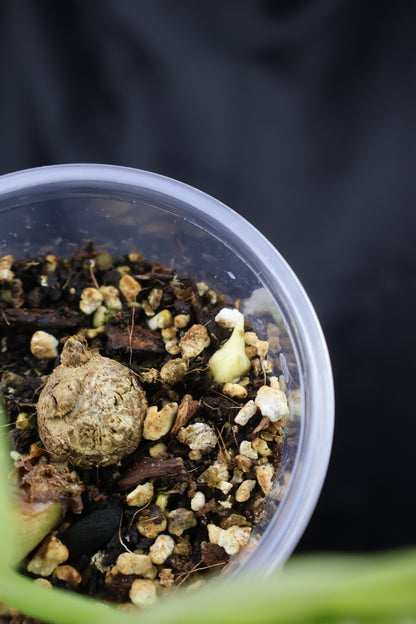 Alocasia sinuata mint (m11-B) *plus 1 corm*