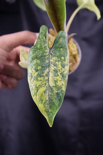 Alocasia scalprum aurea (m11-A)