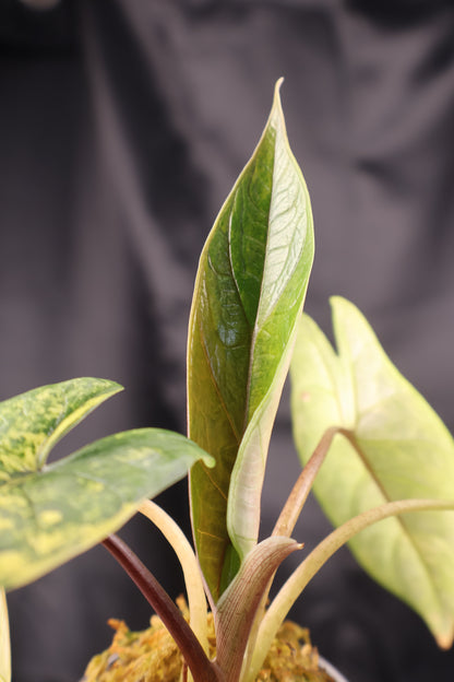 Alocasia scalprum aurea (m11-A)