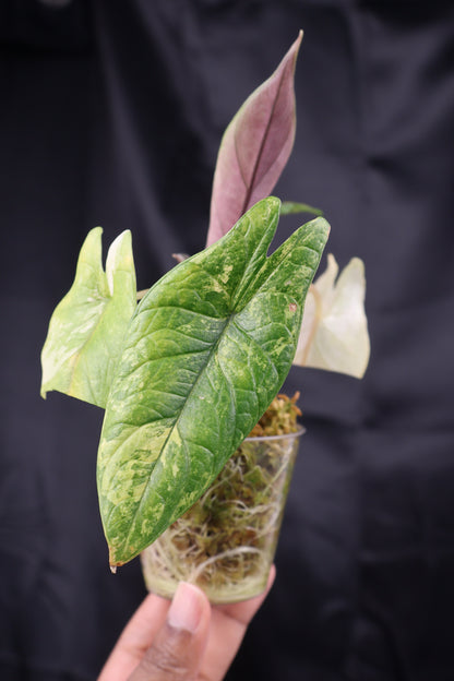 Alocasia scalprum aurea (m11-A)