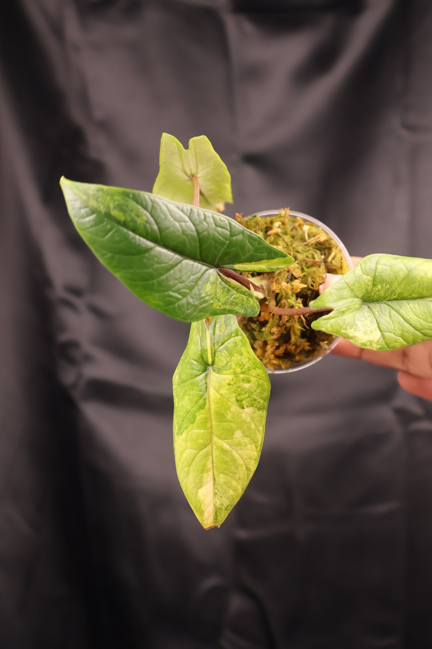 Alocasia scalprum aurea (m11-B)