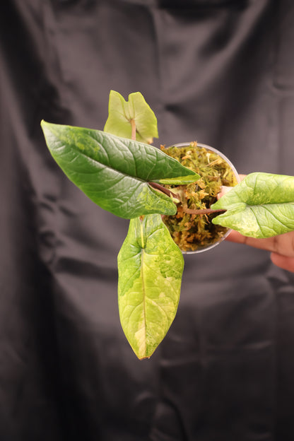 Alocasia scalprum aurea (m11-B)