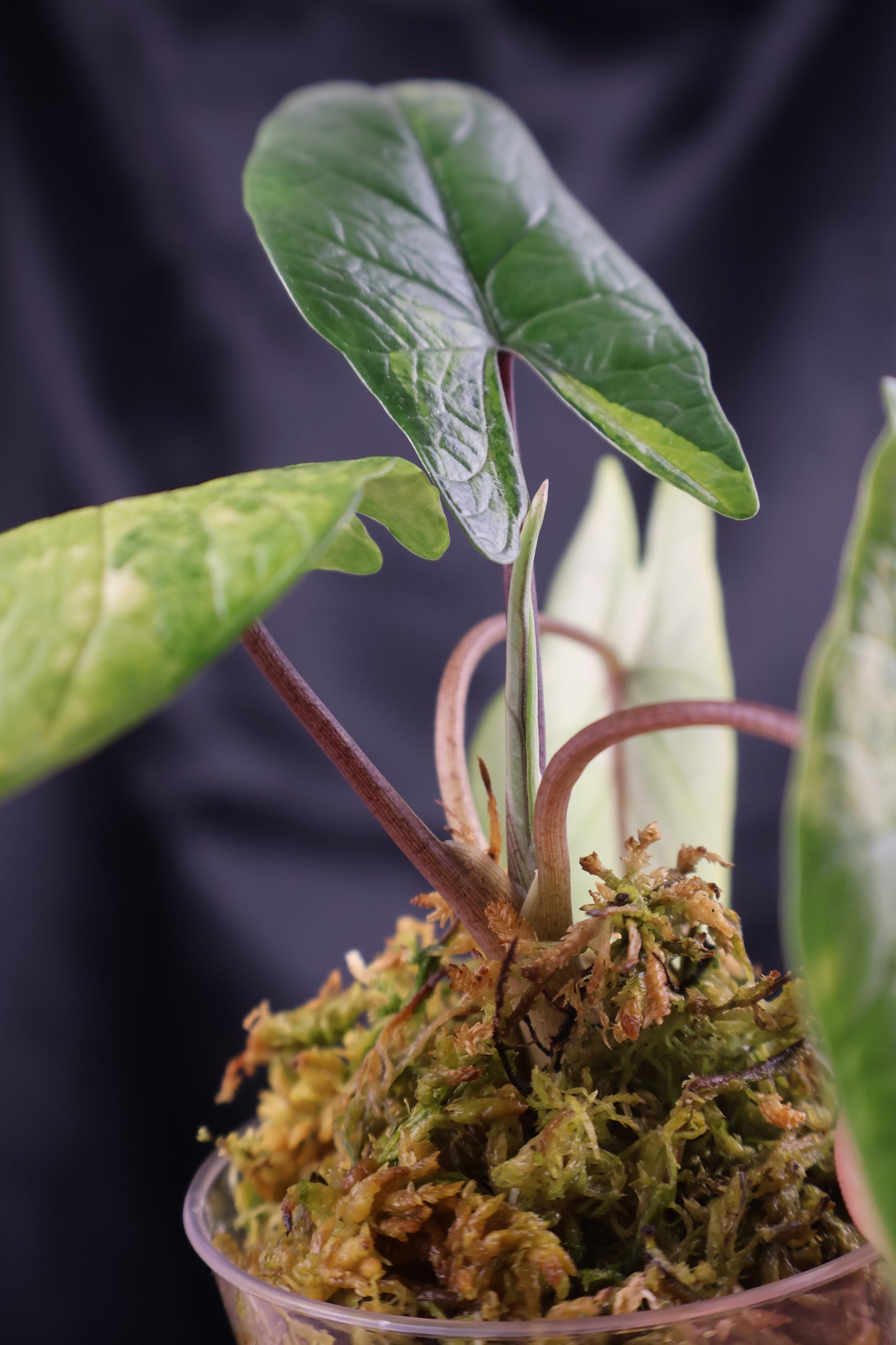 Alocasia scalprum aurea (m11-B)