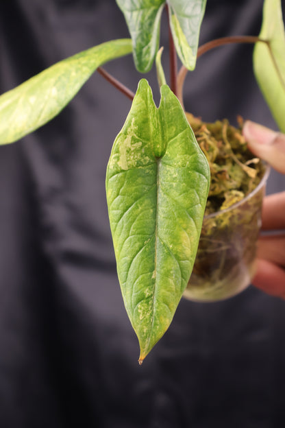 Alocasia scalprum aurea (m11-B)