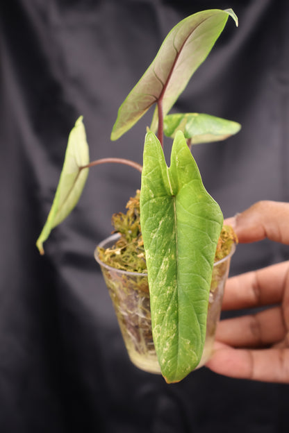 Alocasia scalprum aurea (m11-B)