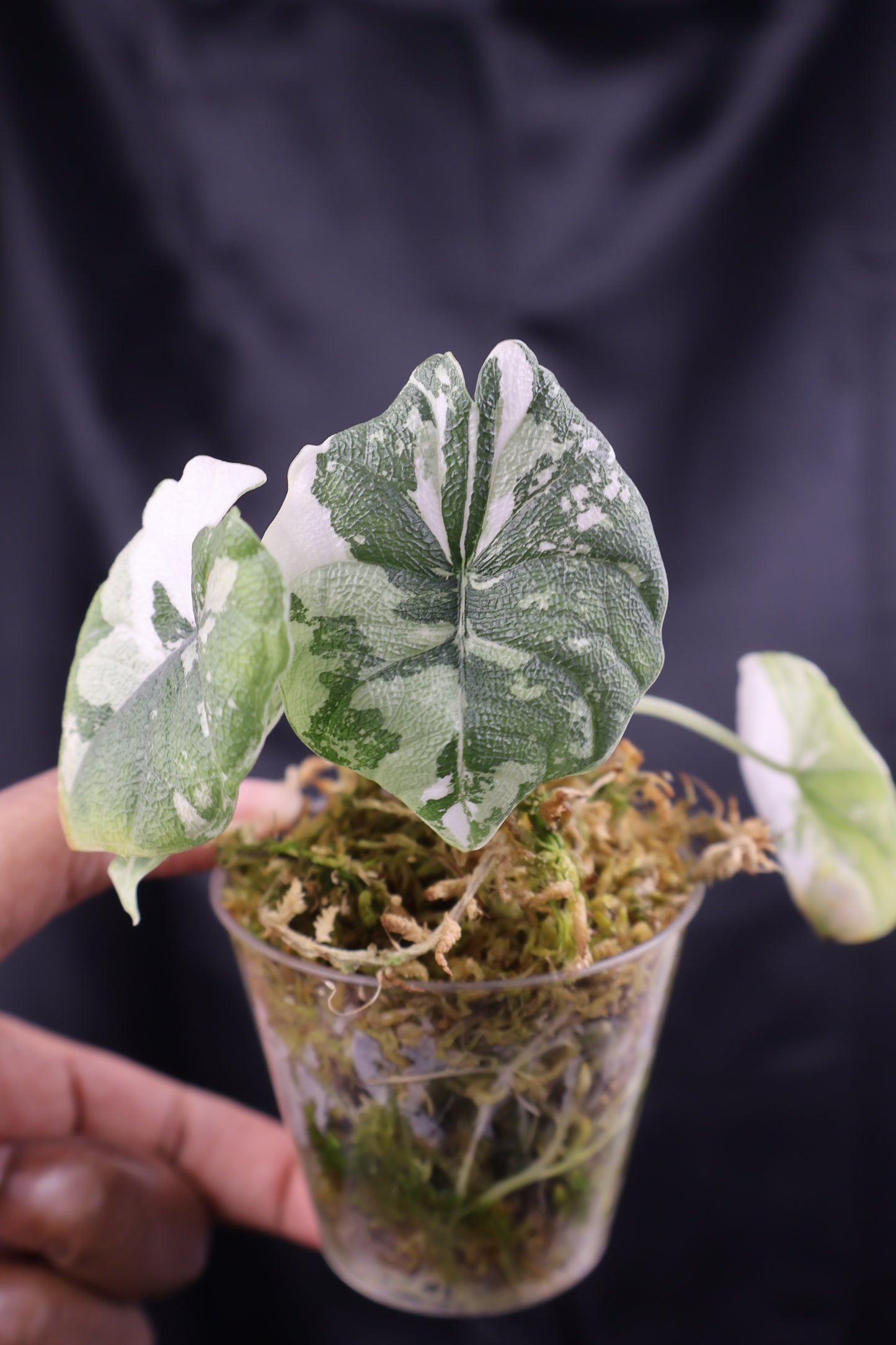 Alocasia melo albo (m11-A)