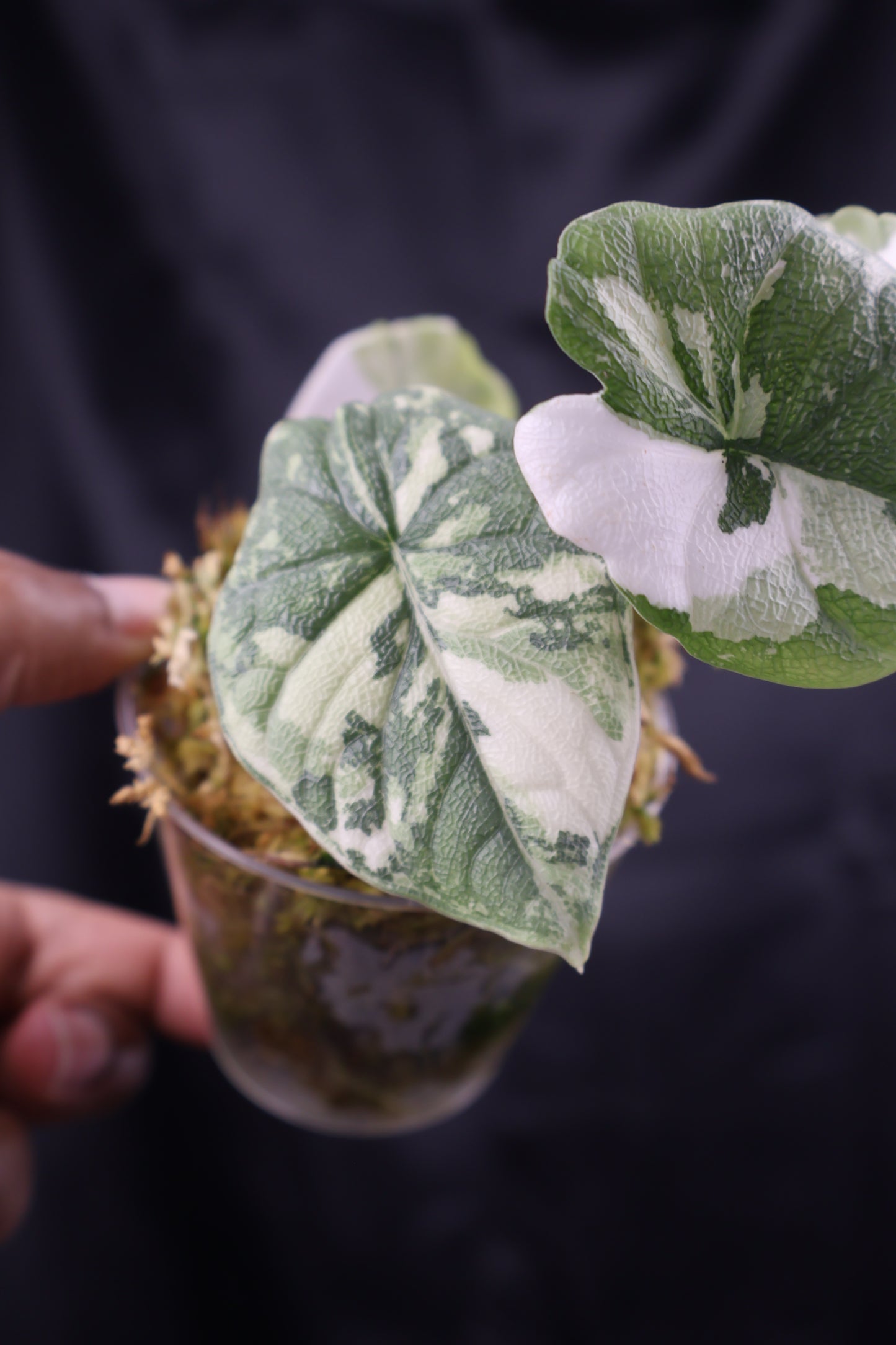 Alocasia melo albo (m11-A)