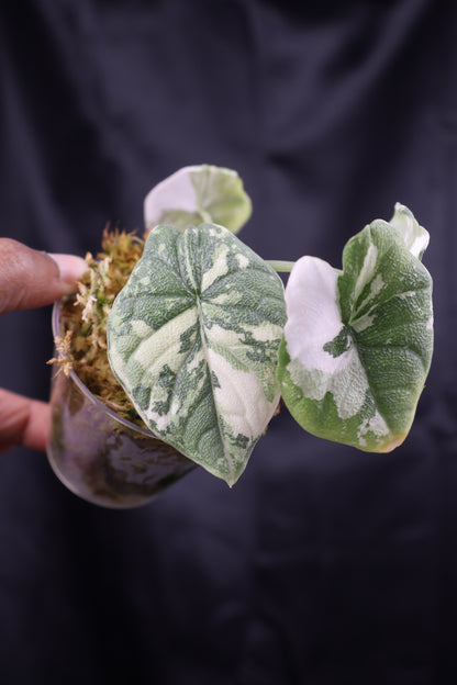 Alocasia melo albo (m11-A)