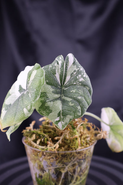 Alocasia melo albo (m11-A)