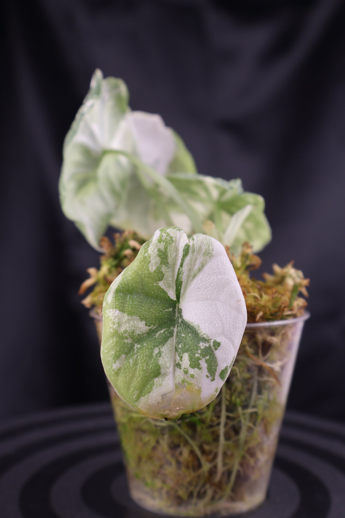 Alocasia melo albo (m11-A)