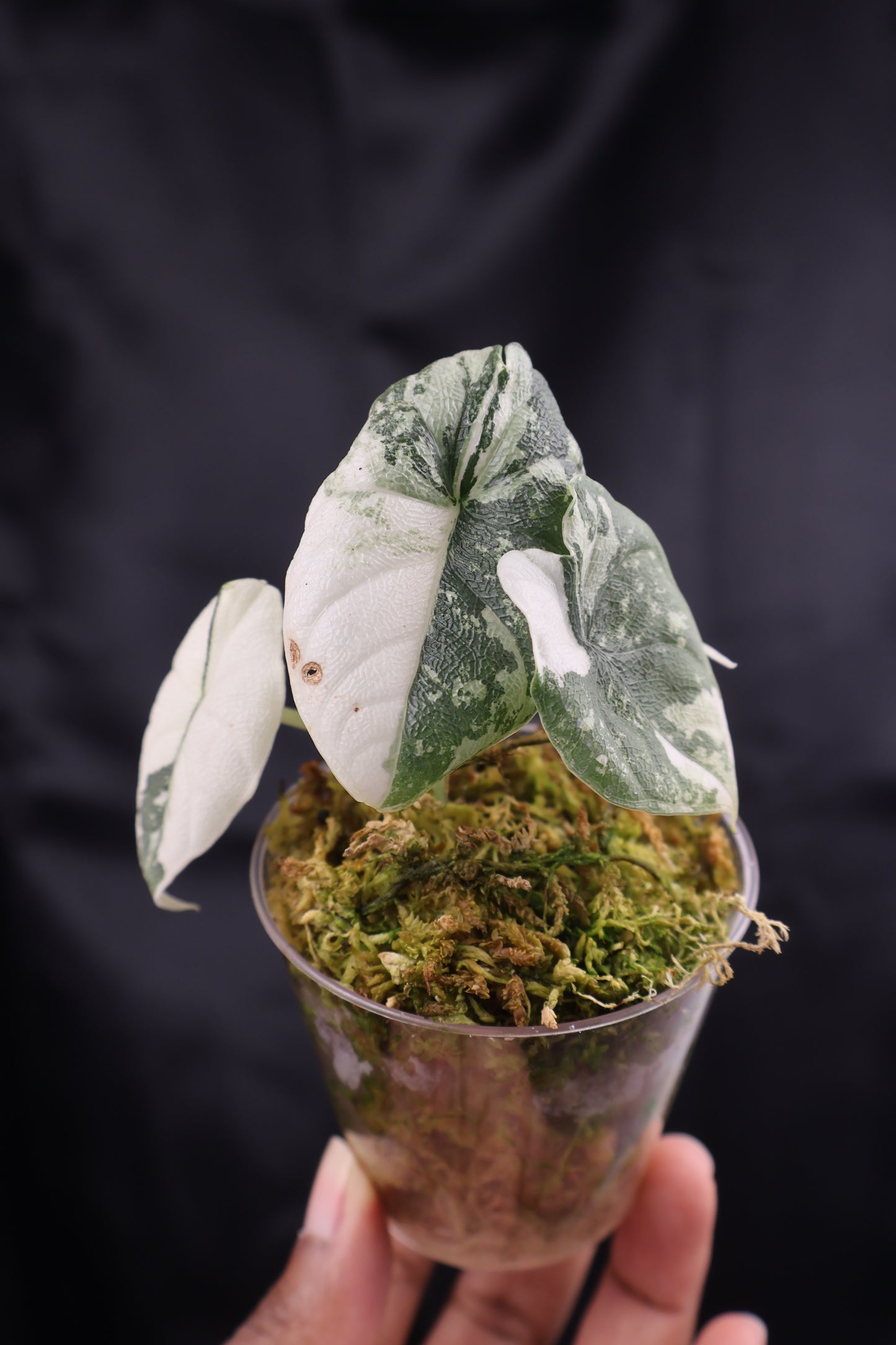 Alocasia melo albo (m11-B)