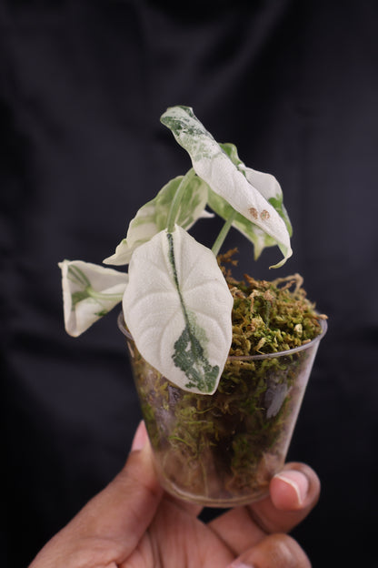 Alocasia melo albo (m11-B)