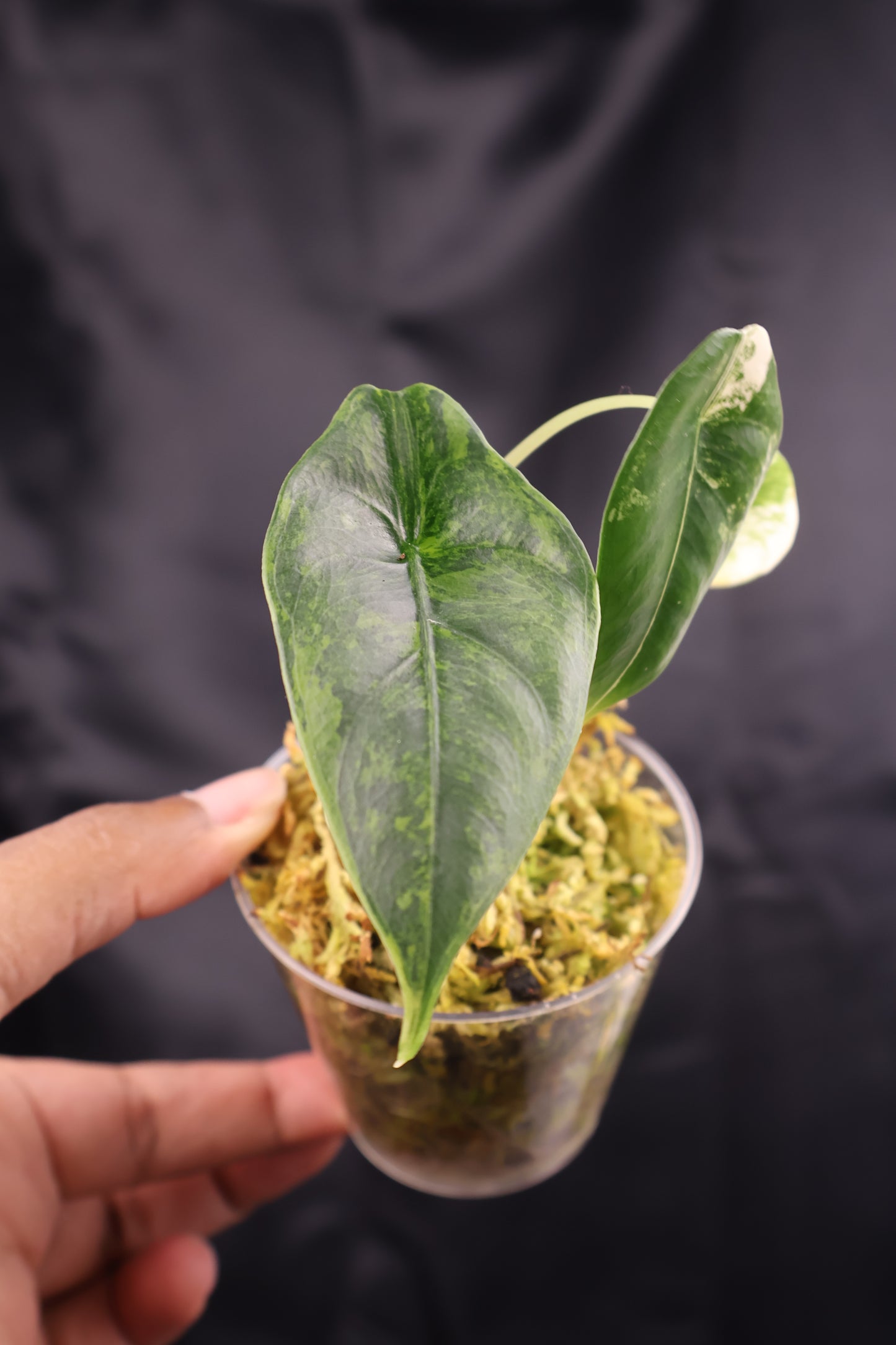 Alocasia venusta aurea variegated (m11-A)