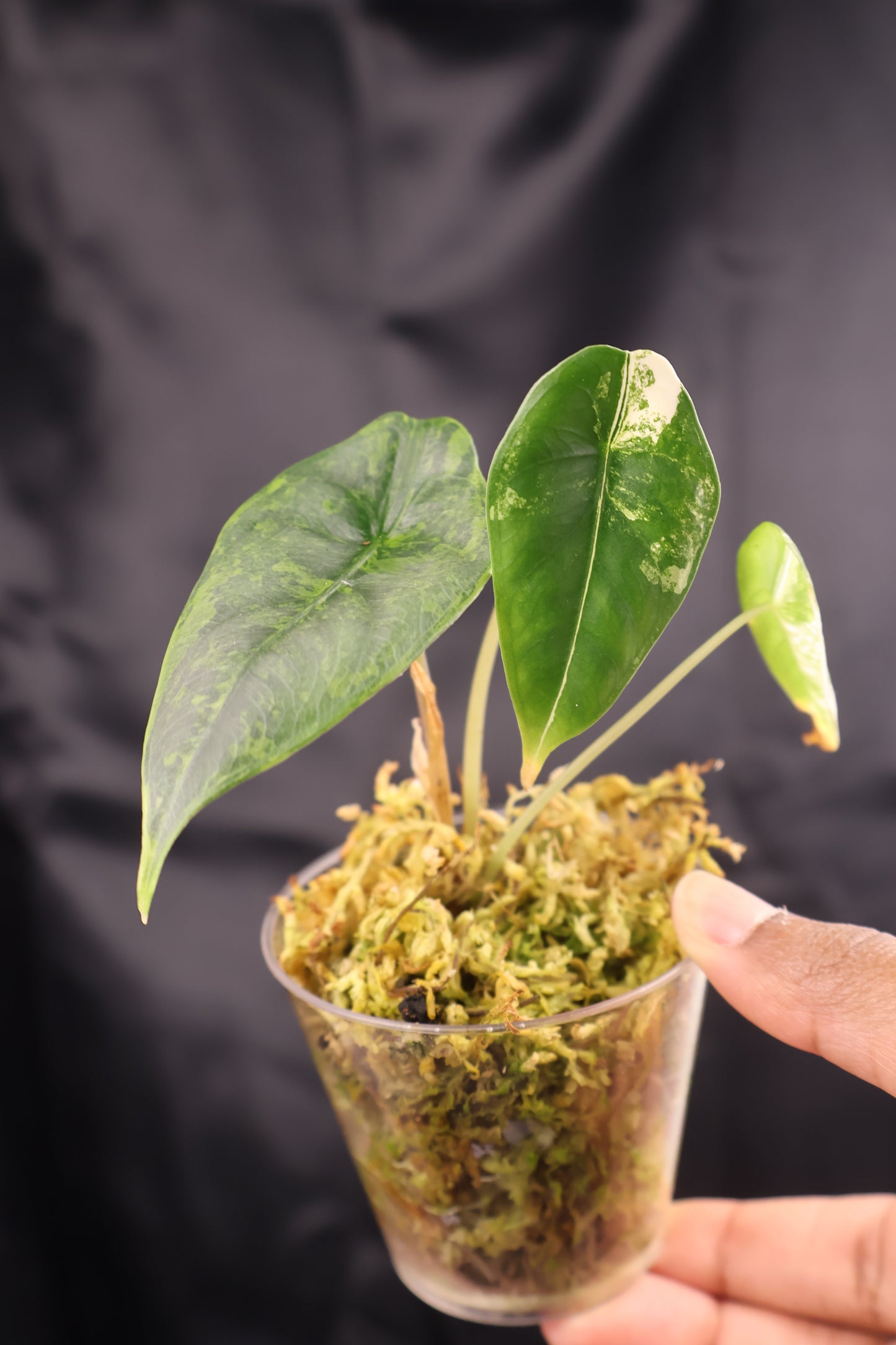 Alocasia venusta aurea variegated (m11-A)