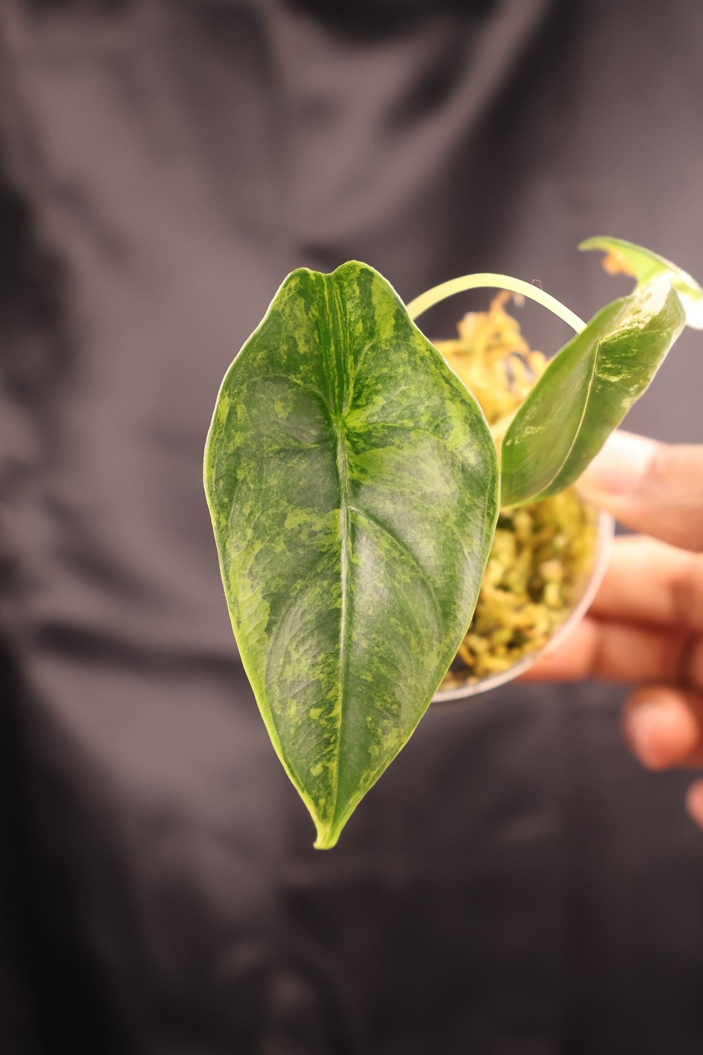 Alocasia venusta aurea variegated (m11-A)