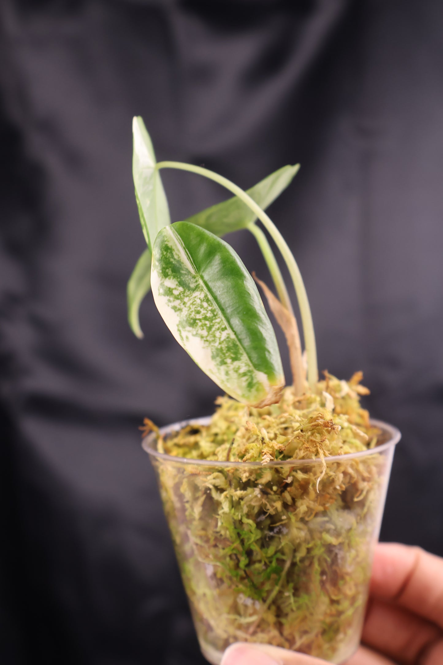 Alocasia venusta aurea variegated (m11-A)